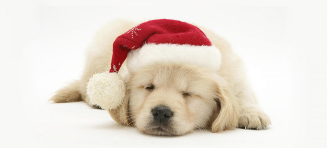 你養寵物嗎？千萬別這么喂它們。